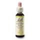 Kaštan koňský, poupě (Chestnut Bud) 20 ml
