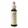 Kaštan koňský, poupě (Chestnut Bud) 20 ml