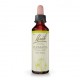 Bílá lesní réva (Clematis) 20 ml